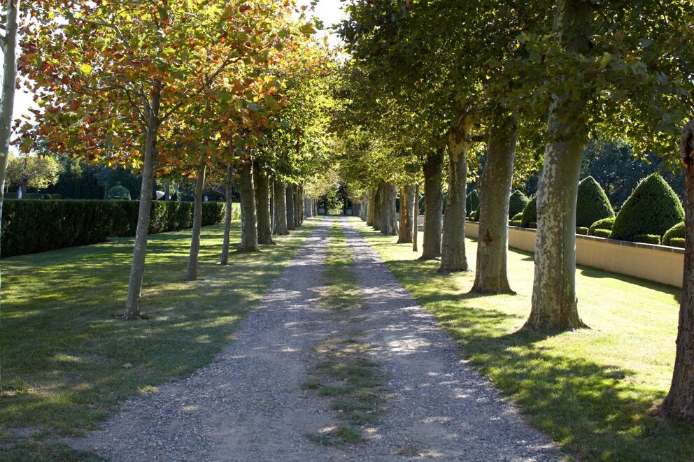 Path lined with London Plane Trees in Formal Gardens | Photo by Phillip Ennis