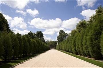 500 Red Cedars were planted